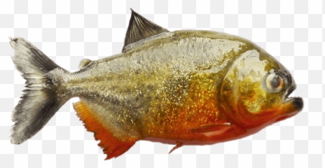 South American Piranha Transparent Png - Png Piranha In South America,Piranha Png