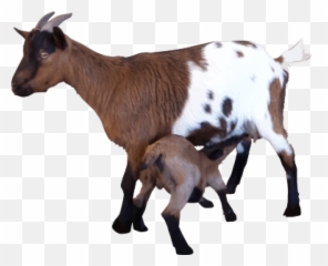 Hd Free Png Goat Images Transparent - Transparent Background Goat Png,Goats Png
