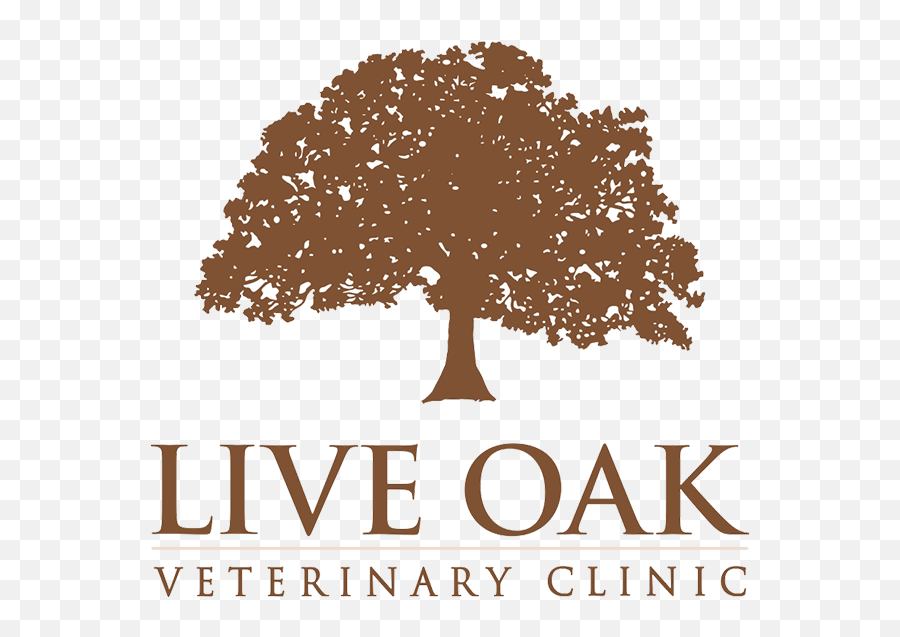 Live Oak Veterinary Clinic - Summer Music Png,Live Oak Png