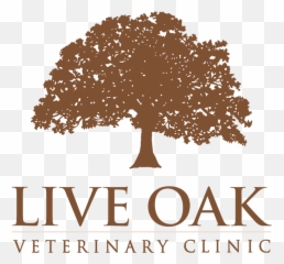Live Oak Veterinary Clinic - Summer Music Png,Live Oak Png