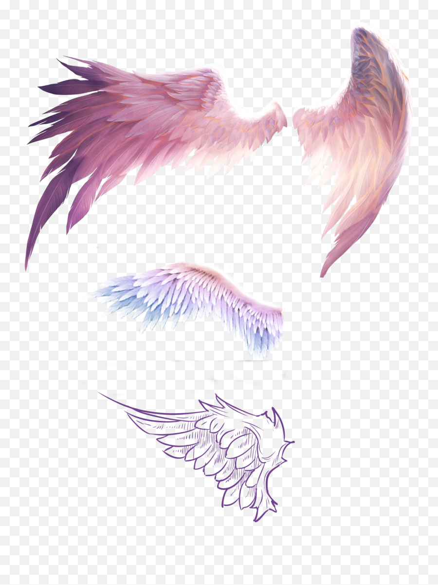 Fly Wings Png Free Downloadwings Picsart - Transparent Anime Wings Png,Bird Wings Png