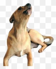 Barking This Is Happening Sticker - Dog Gif Clipart png