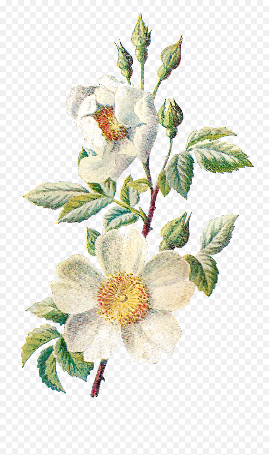 Field Clipart Wildflower - Vintage Flower Botanical Illustration Png,Wildflower Png