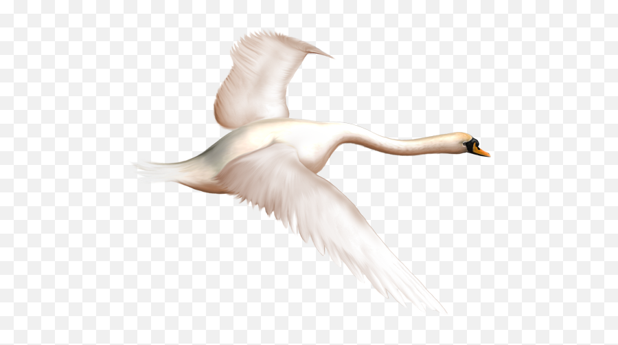 Swan Png - Swan In Flight Painting,Swan Png