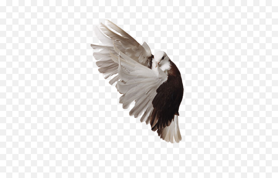 Pigeon Png Image - Bald Eagle,Pigeons Png