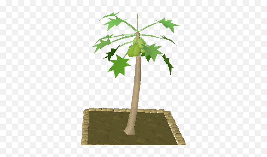 Papaya Tree Old School Runescape Wiki Fandom Tree Png Old Tree Png   1245724 Middle 