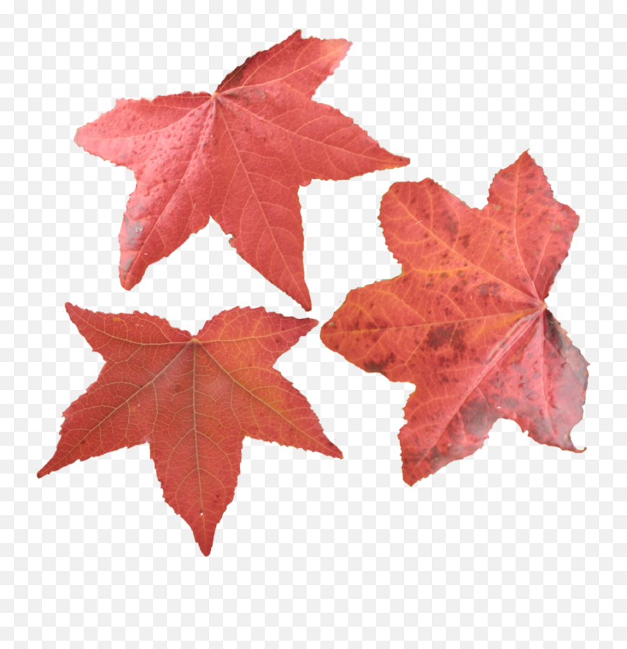 Maple Leaf Png Picture - Maple Leaves,Maple Leaf Png
