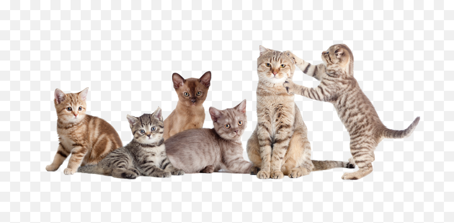 Download Hd Group Of Cats Transparent Png Image - Nicepngcom National Cat Day,Cats Transparent