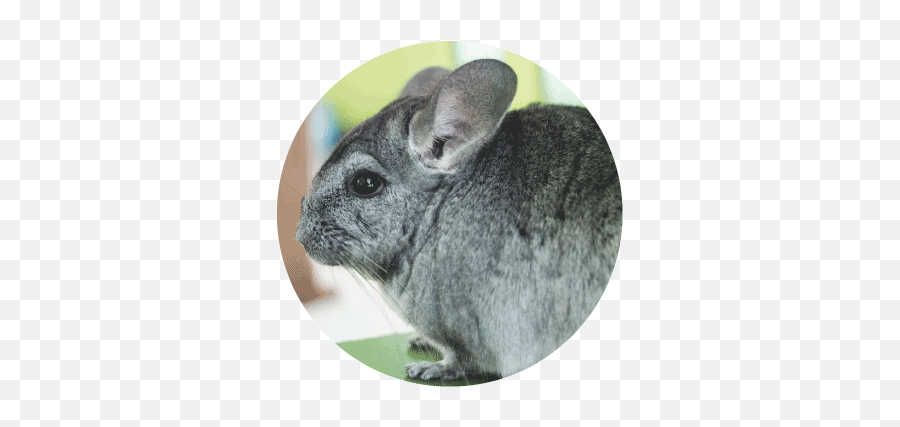 Small Animals Moulton Pet Stores - Chinchilla Png,Chinchilla Png