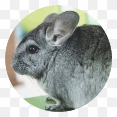 Small Animals Moulton Pet Stores - Chinchilla Png,Chinchilla Png