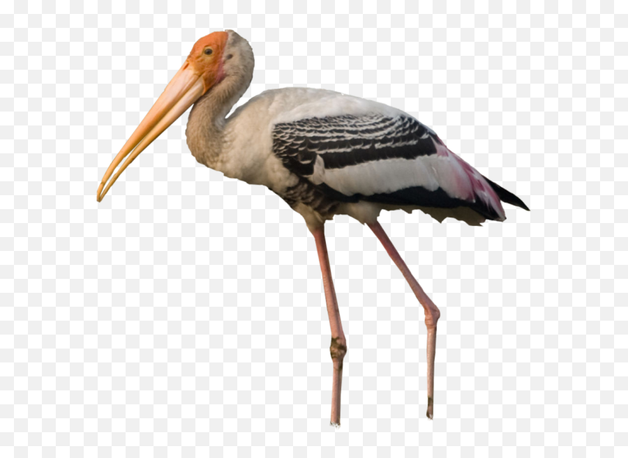 Definition Format Png Stork