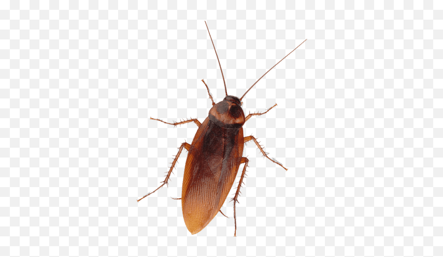 San Diego Coackroach Extermination Dav Pest Control - Cockroach Png,Cockroach Transparent