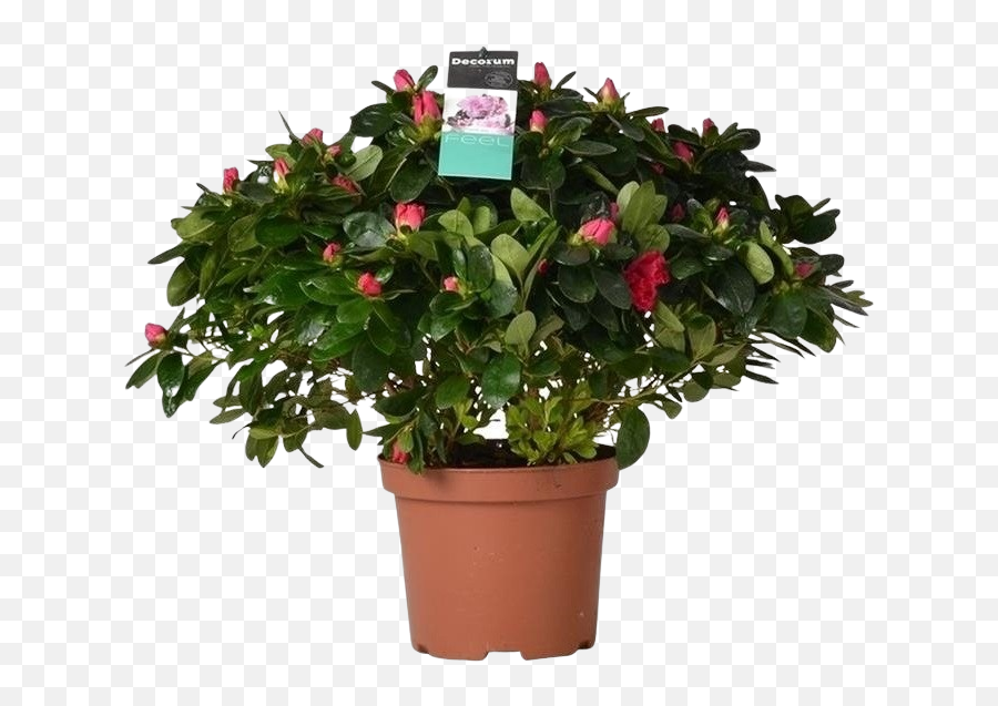 Rhododendron Pot 17 Cm - Flowerpot Png,Azalea Png