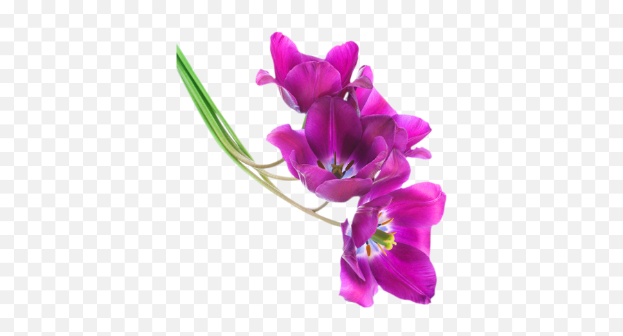 Download Free Png Tulips - Tulip Flower Purple Png,Violets Png