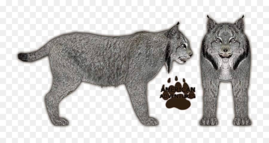 Canadian Lynx Side View - Lynx Canada Clipart Transparent Png,Lynx Png