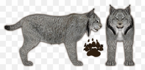 Canadian Lynx Side View - Lynx Canada Clipart Transparent Png,Lynx Png