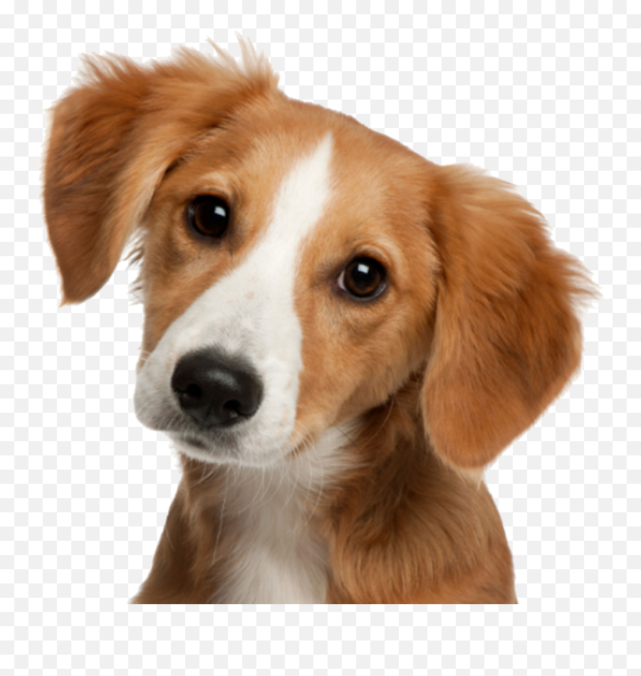 Cute Dog Png Transparent - Does A Dog Lick His Balls,Cute Face Png