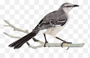 1200 X 5 0 - Mockingbird Png,Mockingbird Png