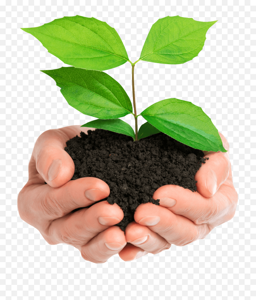 Stock Photo Hands Holding Green Plant - Plant In Hand Png,Green Plant Png