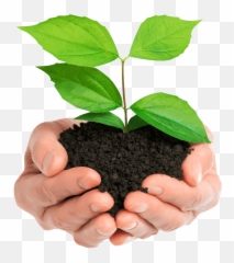 Stock Photo Hands Holding Green Plant - In Png