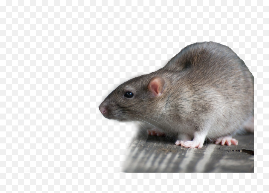 Download 1920 X 1080 10 - Rat Png Image With No Background Rat 1080 X 1080,Rat Png