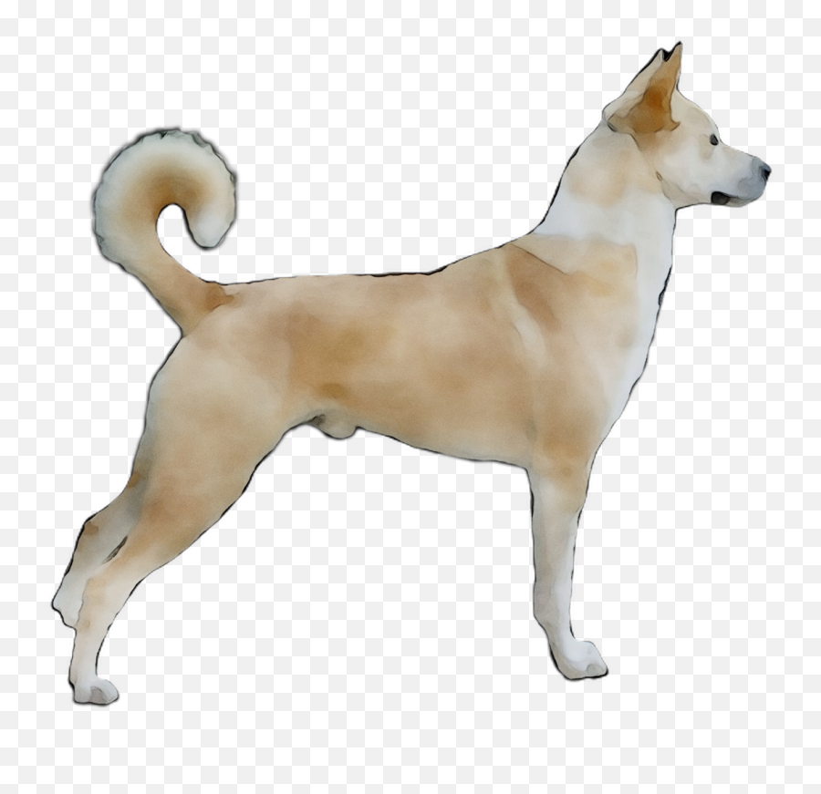 Download Ancient Jindo Dog Canaan Norwegian Buhund Korean - Transparent Canaan Dog Png,Korean Png