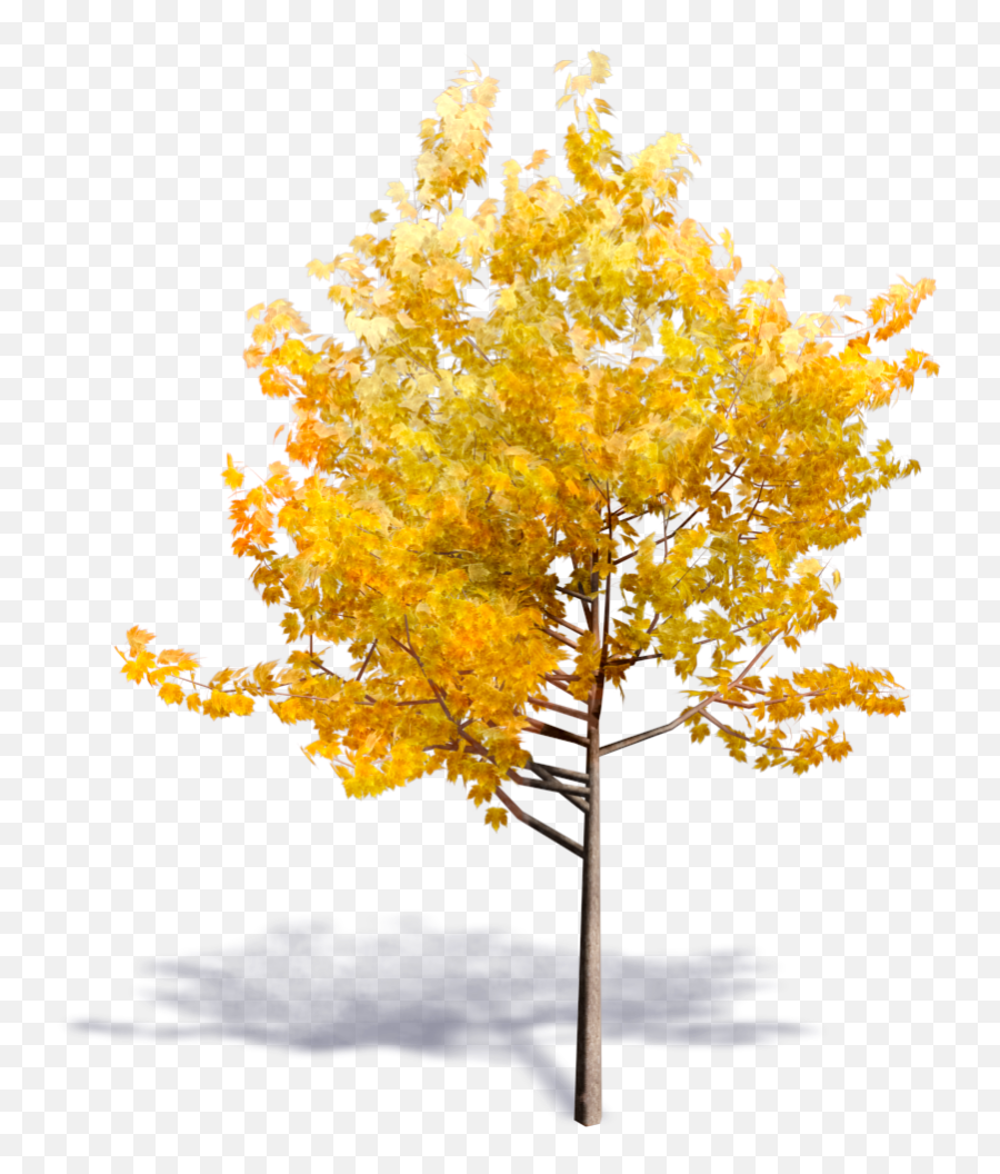 Aspen Tree Png - Generic Autumn Tree Fall Yellow Tree Png Arboles En 3d,Fall Tree Png