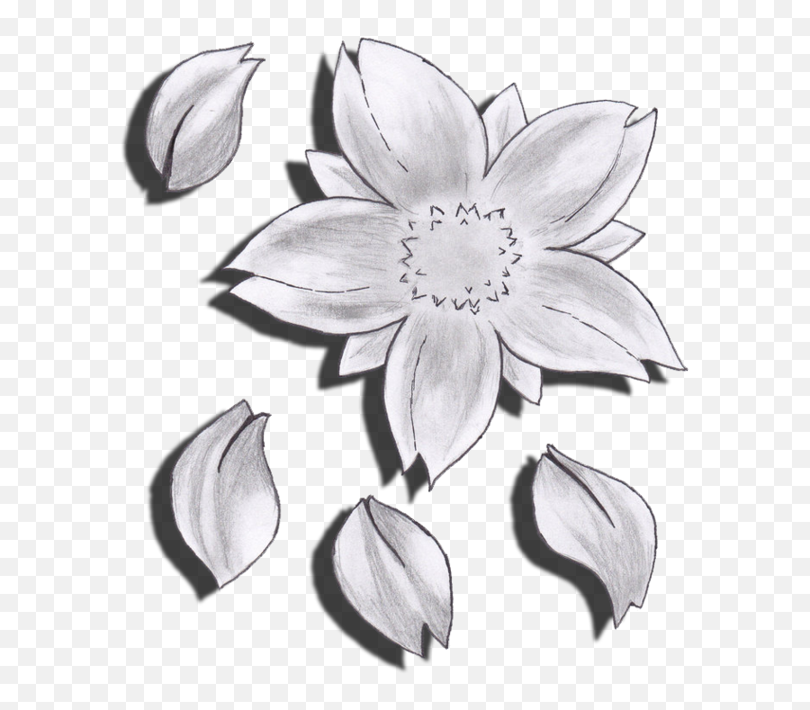 Download Drawn Flower Cherry Blossom - Cherry Blossom Flower Cherry Blossom Flower Transparent Drawing Black Png,Flower Drawing Png