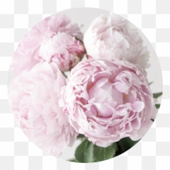 Peonies - Garden Roses Png,Peony Transparent