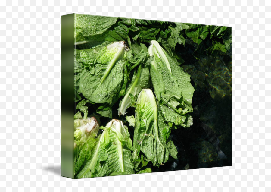 Romaine Lettuce By Randi Kuhne - Superfood Png,Romaine Lettuce Png