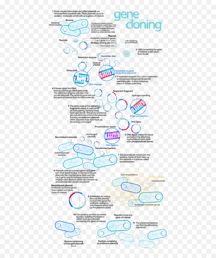 Why Are Bacteria Used In Recombinant Dna Technology - Pediaacom Molecular Biology Gene Visual Png,Bacteria Transparent