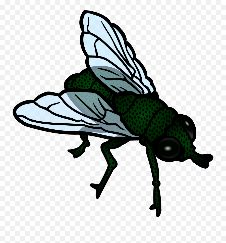 Insects Clipart Fly - Fly Clipart Black And White Png,Fly Transparent Background