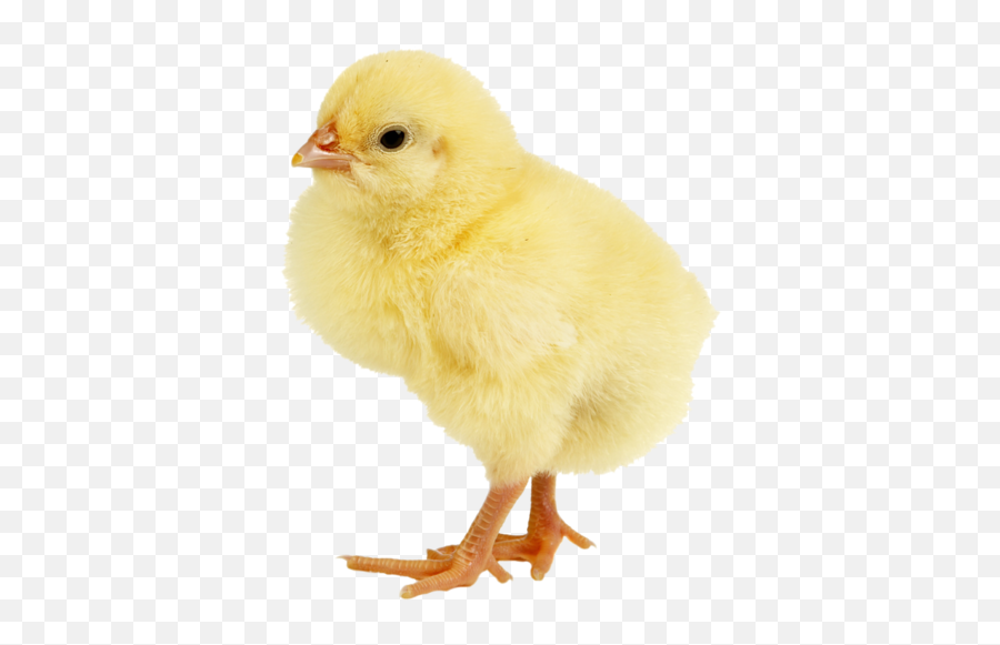 Transparent Baby Chick Png