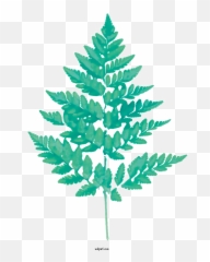 Nature Fern Watercolor Painting For Leaf - Leave Png