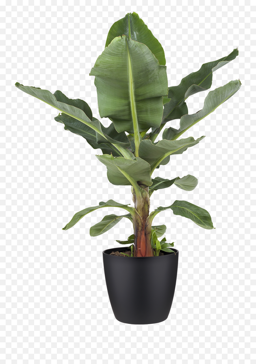 Download Potted Plant Banana - Bananenplant Kopen Plant Black Pot Png,Potted Plant Png