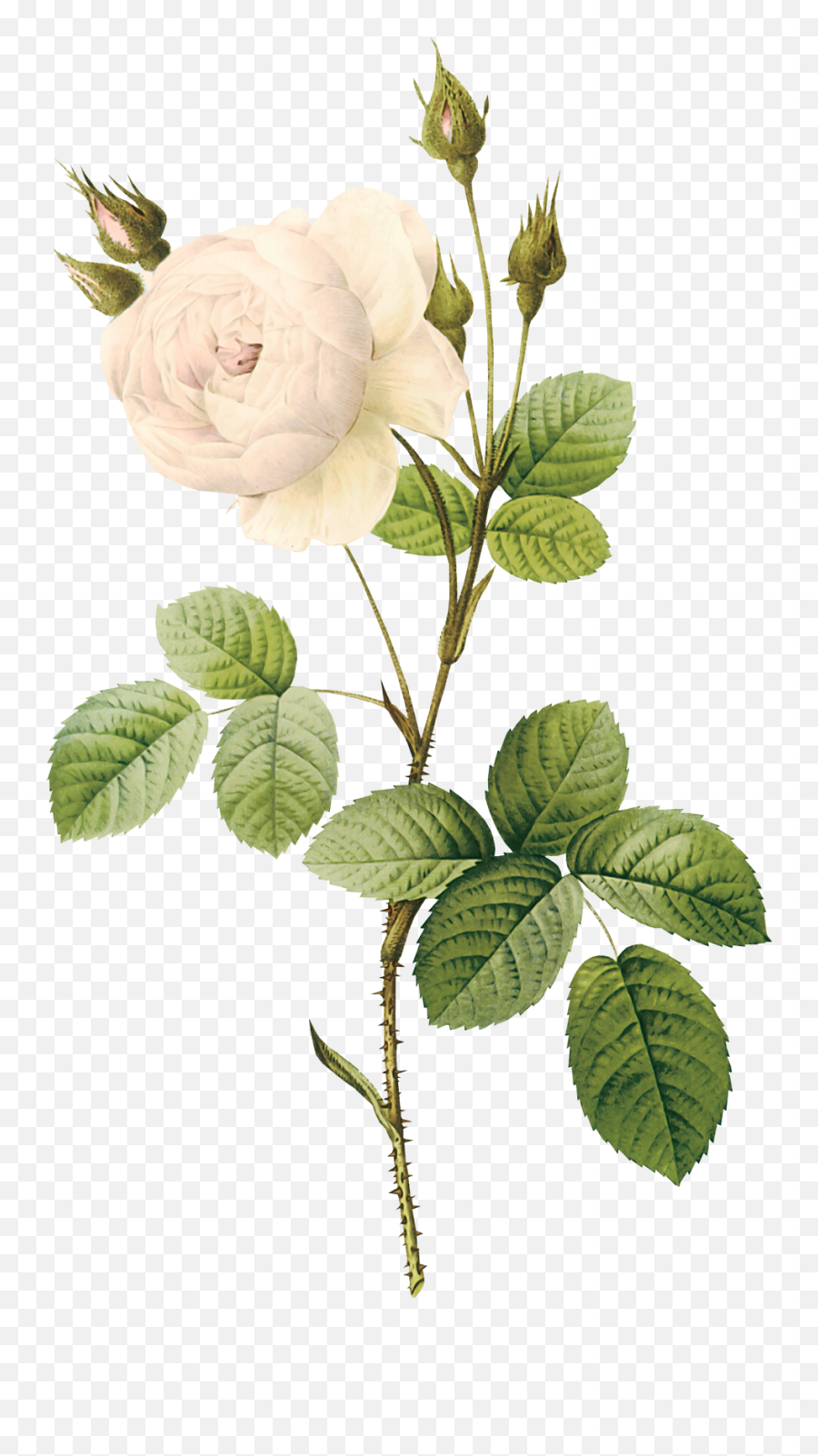 Stem Of A Plant Png Transparent Plantpng Images - Flower Stem Png,Painted Flowers Png