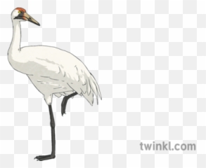 Whooping Crane Bird Science Ks2 - Sandhill Crane Png,Crane Bird Png
