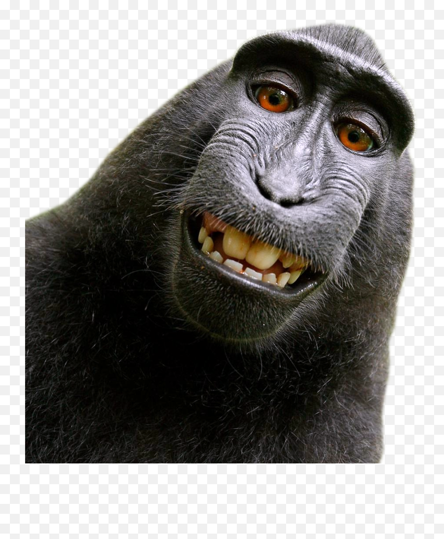 Monkey Transparent Png Image - David Slater Monkey,Monkey Transparent Background