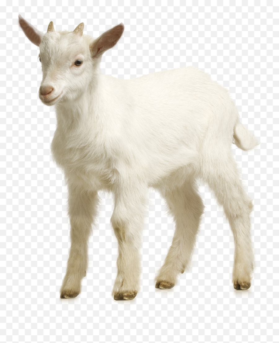 Goat Sheep Download - Goat Png,Goats Png