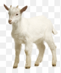 Goat Sheep Download - Goat Png,Goats Png