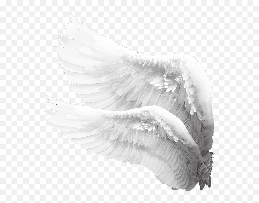 Alas De Angel Png - Baby Angel Wings Png 4644966 Vippng Transparent Angel Wings Side View Png,Baby Angel Png