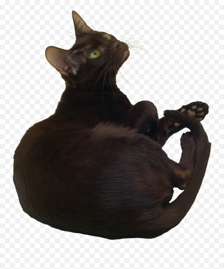 Cats Png Free Images Download - Cat,Cat With Transparent Background