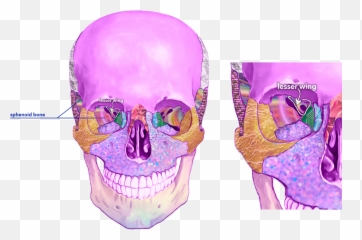 All About Upper Lid Raiser - Au5 Face The Facs Scary Png,Kong Skull Island Folder Icon