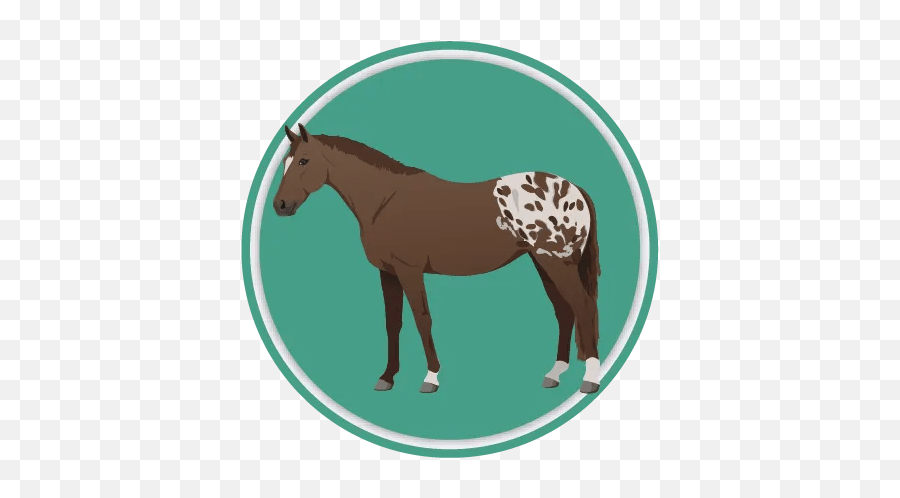 Appaloosa Horses Quiz - Allpony Animal Figure Png,Leaderboard Icon Png