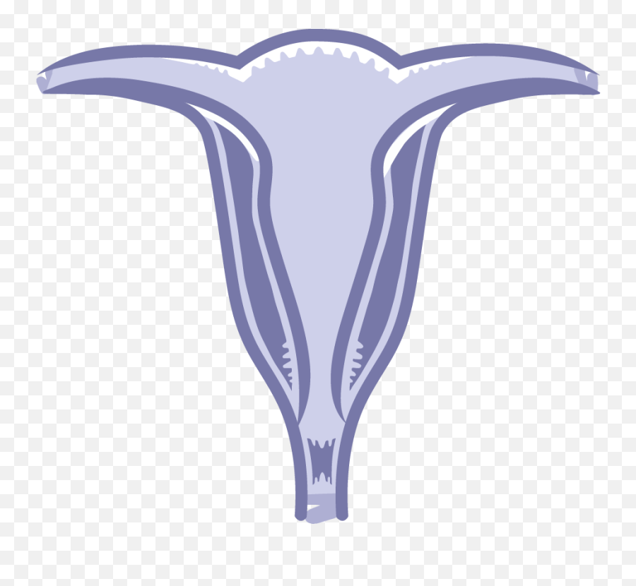 Reproductive System Tutorials Draw It To Know - Sketch Png,Uterus Icon