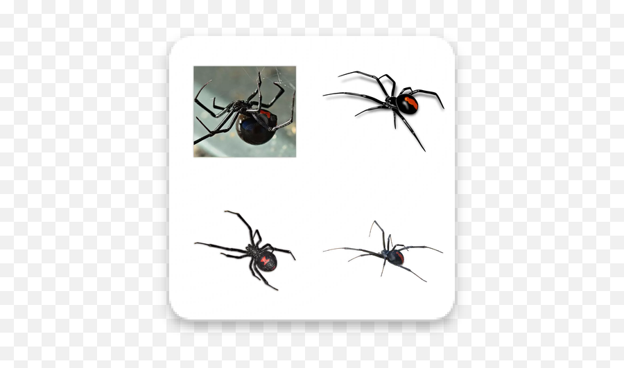 Download Black Widow Spider Wastickerapp Apk Free - Southern Black Widow Png,Black Widow Icon