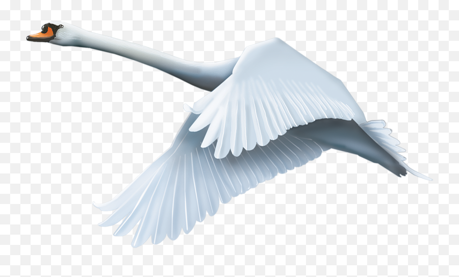 Swan Png Image - Flying Swan Png,Swan Png