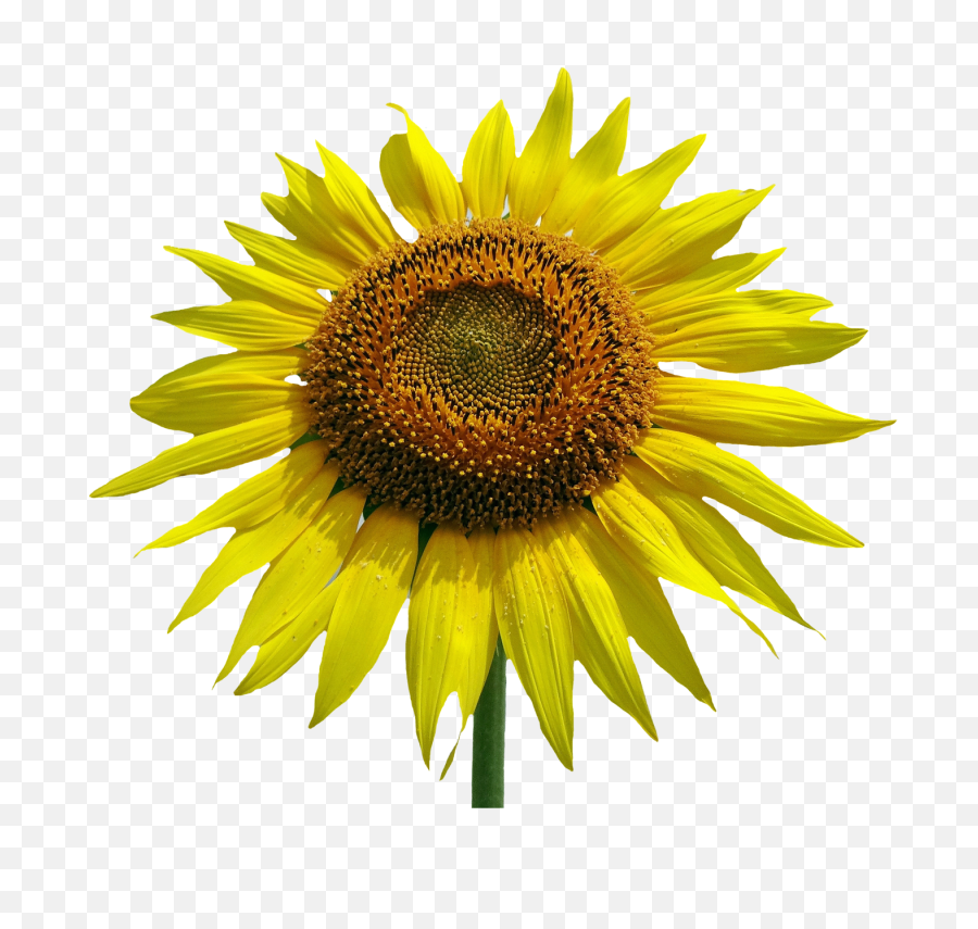 Download Sunflower Watercolor Png Jpg - Common Sunflower Sunflower Vector Png,Watercolor Sunflower Png