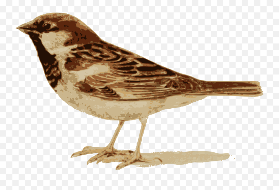 House Sparrow - House Sparrow Png,Sparrow Png