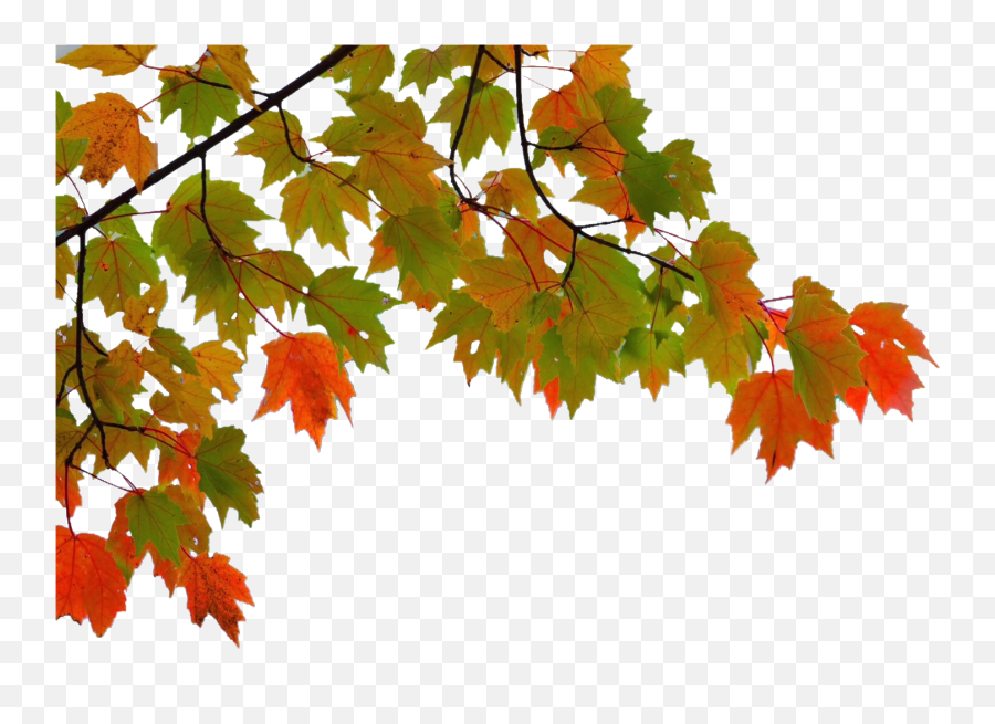 Maple Leaf Autumn - Maple Leaves Transparent Png,Maple Leaf Png